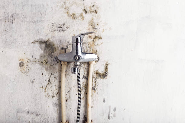 Best Mold Testing  in Bentonville, AR