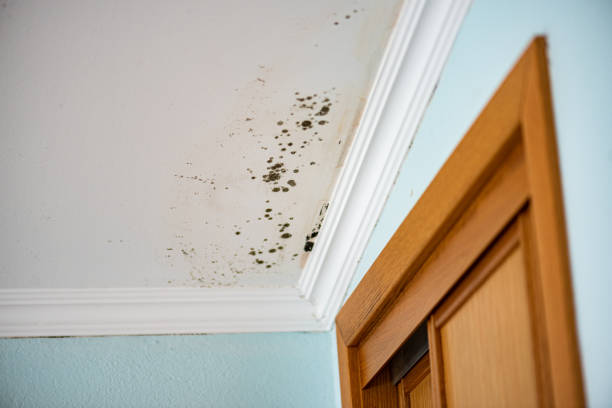 Best Attic Mold Removal  in Bentonville, AR