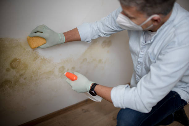 Best Mold Removal Near Me  in Bentonville, AR
