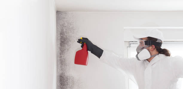 Reliable Bentonville, AR Mold Removal Solutions