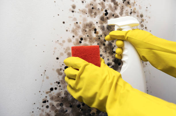 Best Fast Mold Removal  in Bentonville, AR