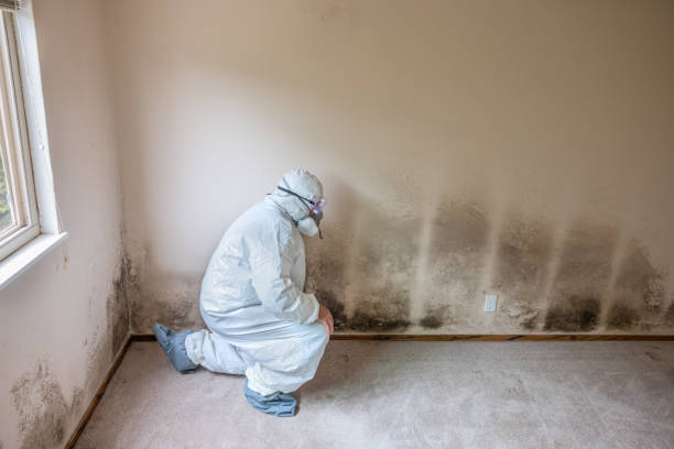 Best Crawl Space Mold Removal  in Bentonville, AR