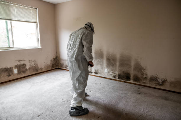 Office Mold Removal Services in Bentonville, AR