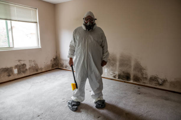 Best Mold Remediation  in Bentonville, AR