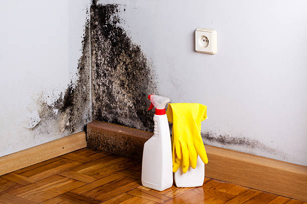 Best Certified Mold Removal  in Bentonville, AR