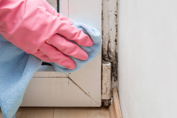 Best Black Mold Removal  in Bentonville, AR