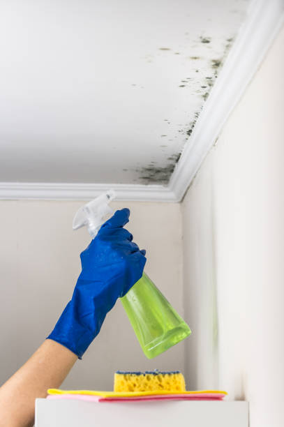 Best Toxic Mold Removal  in Bentonville, AR